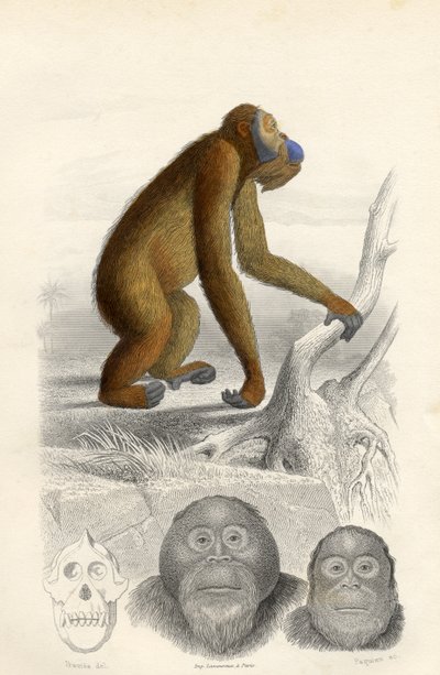 The Orangutan, Engraved by Paquien by Edouard Travies